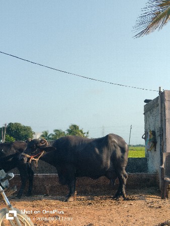 bhesh vechvani se