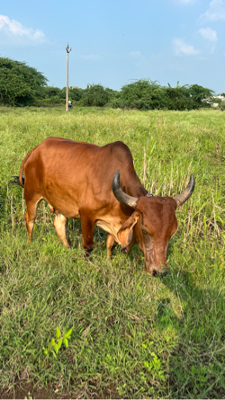 ગાય વેચવાની છે