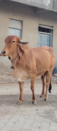 ગાય વેચવાની છે