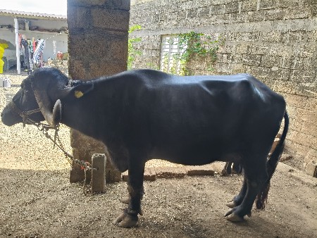 ભેંસ