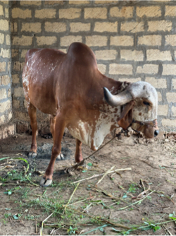 ગાય વેચવાની છે