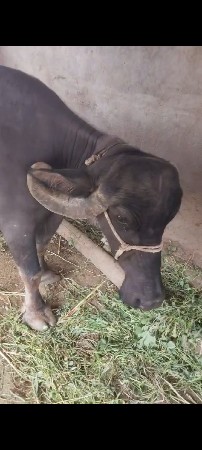 આ ભેંસ વેચવાની છે .
