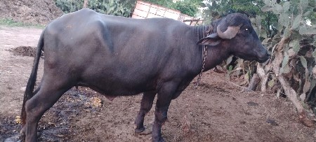 પેલું વેતર ની ખડેલી વેચવાની છે.