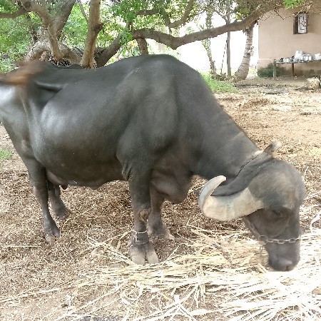 ભેંસ વેચવાની છે