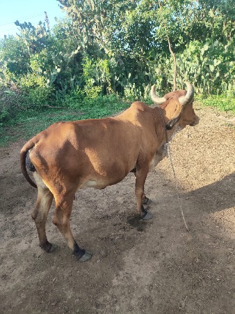 આઠ દિવસ ની કાચી છે