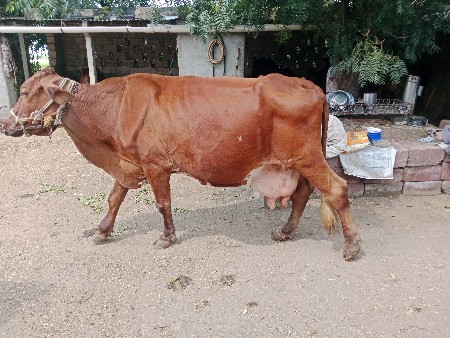ગાય વેચવાની છે