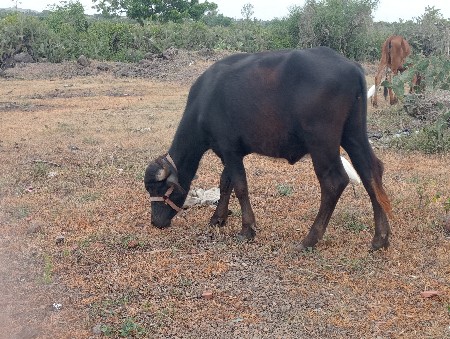 ખડેલી પાડી