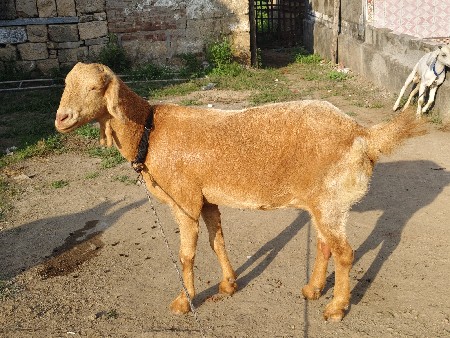 સિહોરી ક્રોસ ની બકરી