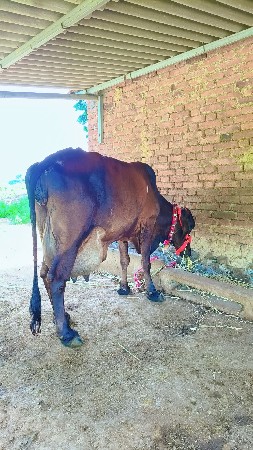 ત્રીજું વેતર ગાભણી