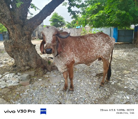 ગાય વહેંચવાની સે