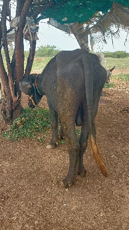 જાફરો પાડો વેસ્વા નો છે