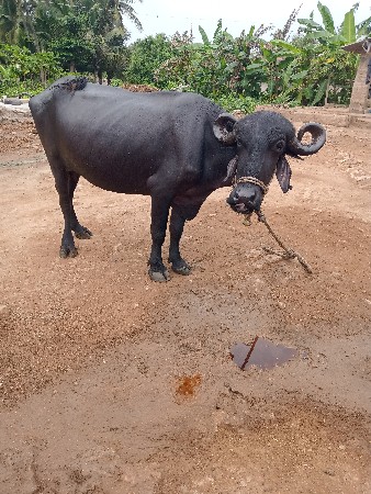 ખડેલી ભેશ વેચવાની છે