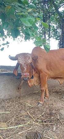 ગાય વેચવાની છે
