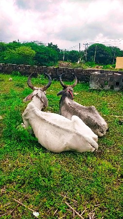 ટોટલ જવાબદારી થી બળદ વેચવાના છે ભા
