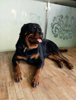Dog Rottweiler