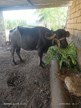 ભેસ વેચવાની છે
