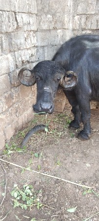 આ ભેસ વેચવાની સે