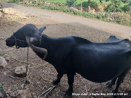 ભેંસ વેચવા ની છે