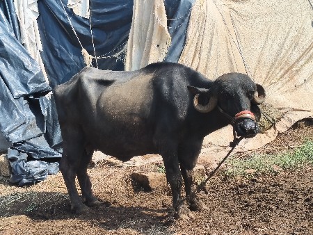 પેલા વેતર મા