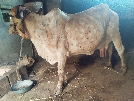 ગીર ગાય વેચવાની છે
