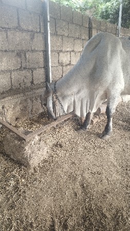 gir gai