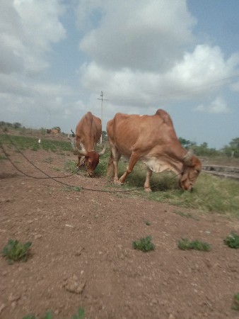 બલદ