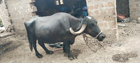 ભેંસ વેચવાની છે