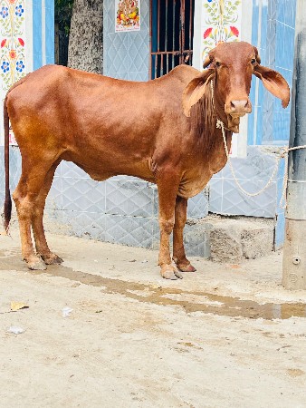 તાંબ્રા કપિલા વાચડી વેચવાની છે