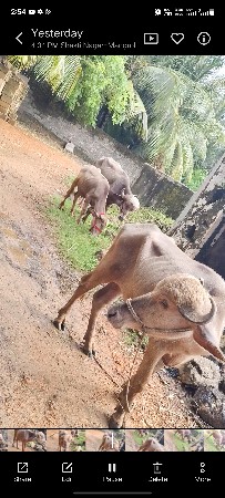 4 pada ભુરા