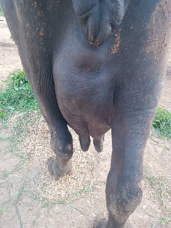 ભેશ વેચવાની છે