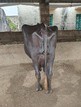 ભેંસ વેચવા ની છે