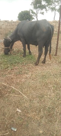 આ ભેંસ વેચવાની છે