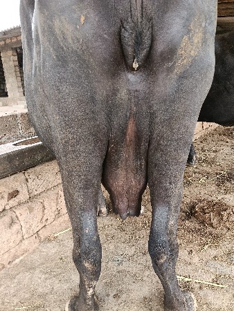 ભેંસ વેચવાની છે