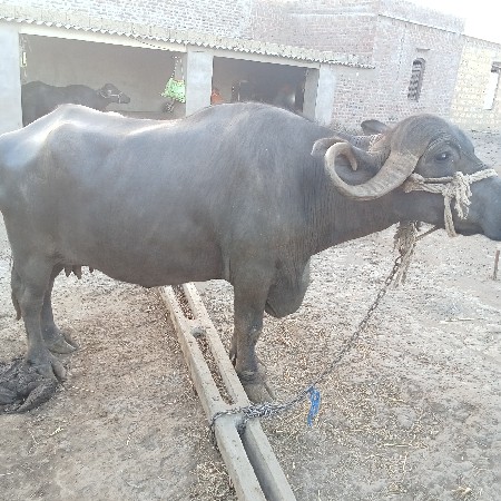 ભેંસ વેચવાની છે