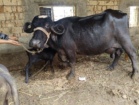 જાફરાબાદિ ભેંશ દેવાની છેં.