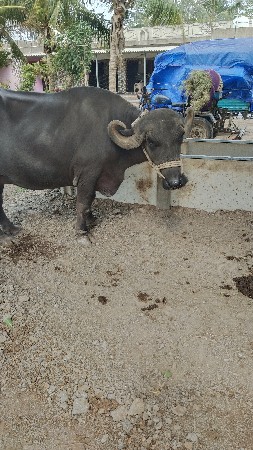 ભેશ વેચવાની છે