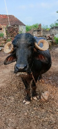 ભેંસ વેચવાની છે ફુલ ગેરેટી સાથે