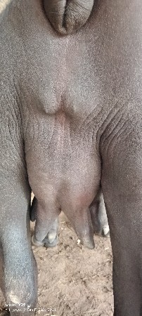 ભેંસ વેચવાની છે
