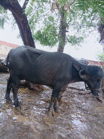 પાડો. વેચાણ