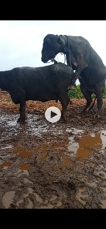 પાડો