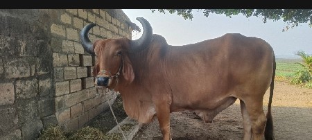 આ બળદ વેચવાનો છે ફુલ પાણી આવે ચાર