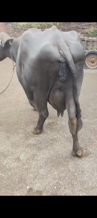 ભેંશ