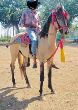 આ ઘોડો વેસવાનો છે 
સાટા પણ કરવાનું સે