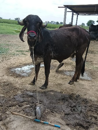 આ