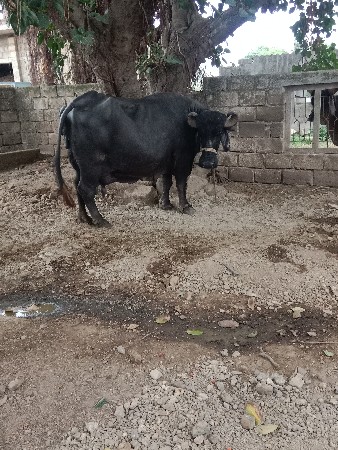 vesava ni chhe