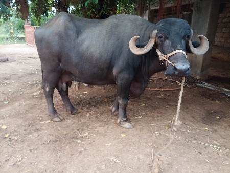 ભેંસ વેચવાની છે