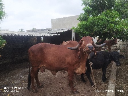 ગાઈ  વેચવા ની છે
