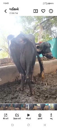 બીજું વેધર 8લિટર દૂધ લંબાઈ ઊંચ