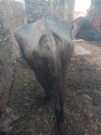 આ. ભેંસ વેશવાનીછે