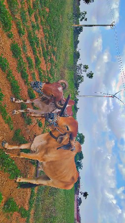 આ બળદ વેચવાના છે